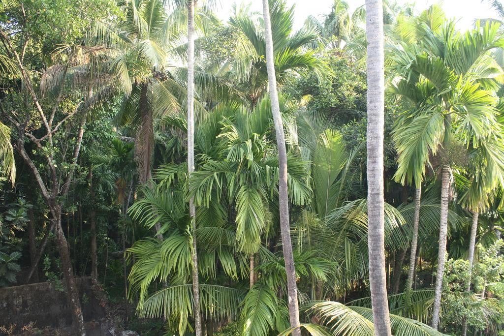 Greenview Homestay Kochi 객실 사진